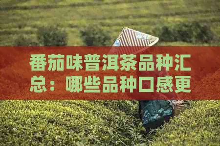 番茄味普洱茶品种汇总：哪些品种口感更佳？