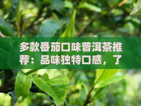 多款番茄口味普洱茶推荐：品味独特口感，了解各种特色与功效