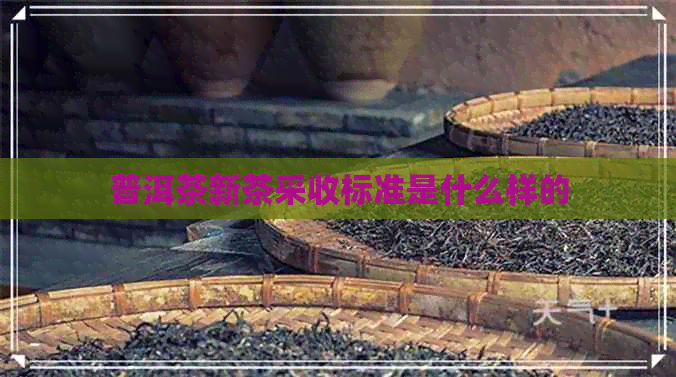 普洱茶新茶采收标准是什么样的