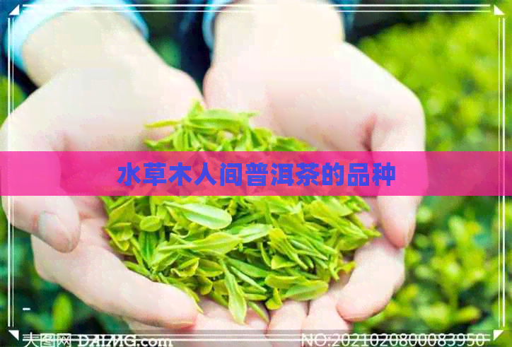 水草木人间普洱茶的品种