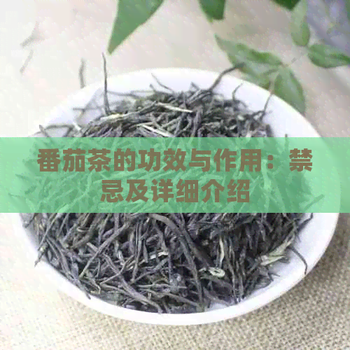 番茄茶的功效与作用：禁忌及详细介绍