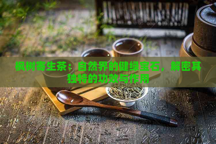 枫树寄生茶：自然界的健绿宝石，解密其独特的功效与作用