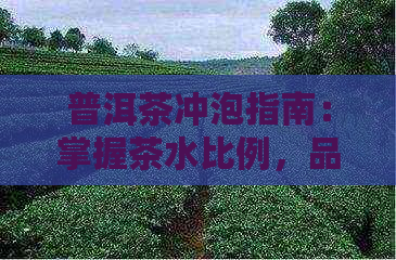 普洱茶冲泡指南：掌握茶水比例，品鉴口感和香气