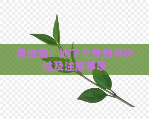 普洱茶：地下室存的可行性及注意事项