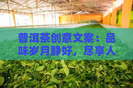 普洱茶创意文案：品味岁月静好，尽享人生百味