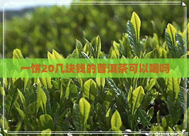 一饼20几块钱的普洱茶可以喝吗