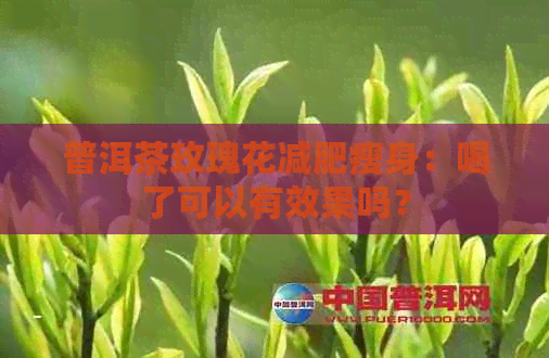 普洱茶玫瑰花减肥瘦身：喝了可以有效果吗？