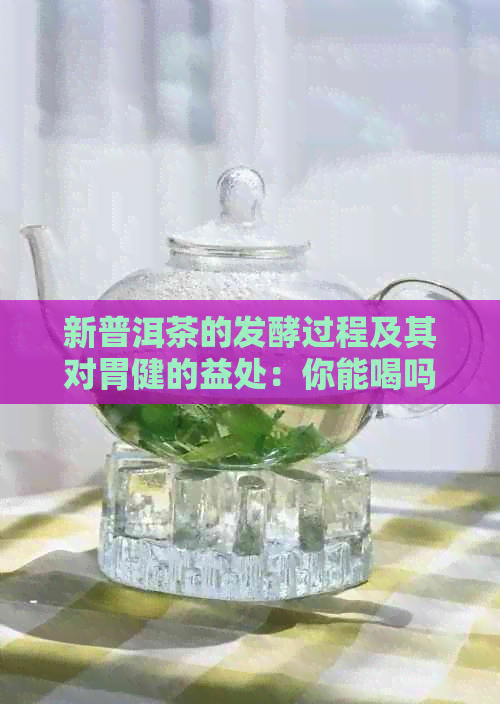 新普洱茶的发酵过程及其对胃健的益处：你能喝吗？