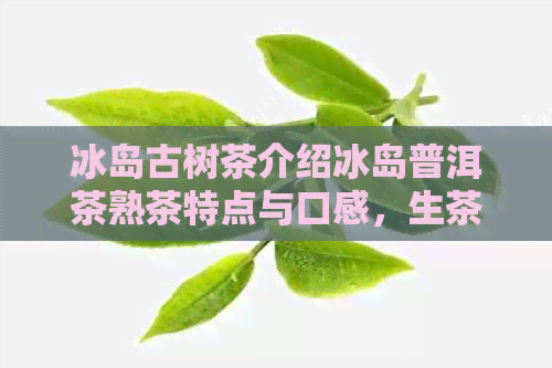 冰岛古树茶介绍冰岛普洱茶熟茶特点与口感，生茶与熟茶价格差异