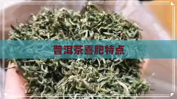 普洱茶喜肥特点