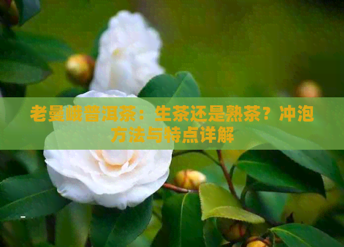 老曼峨普洱茶：生茶还是熟茶？冲泡方法与特点详解