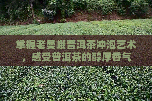 掌握老曼峨普洱茶冲泡艺术，感受普洱茶的醇厚香气