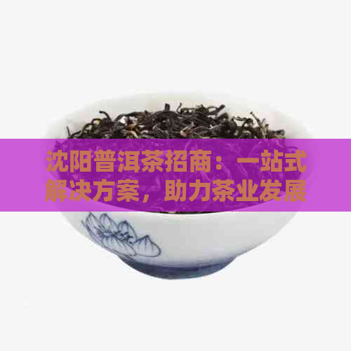 沈阳普洱茶招商：一站式解决方案，助力茶业发展与推广