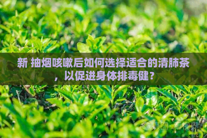 新 抽烟咳嗽后如何选择适合的清肺茶，以促进身体排健？