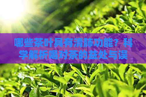 哪些茶叶具有清肺功能？科学解析喝对茶的益处与误区