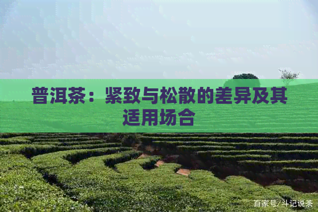 普洱茶：紧致与松散的差异及其适用场合