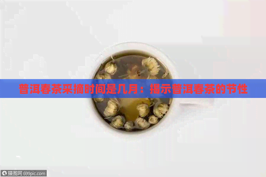 普洱春茶采摘时间是几月：揭示普洱春茶的节性