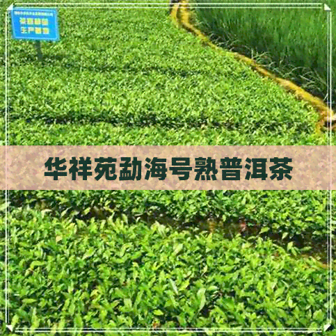 华祥苑勐海号熟普洱茶