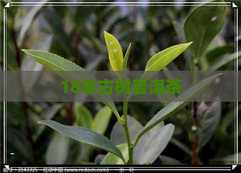 18年古树普洱茶