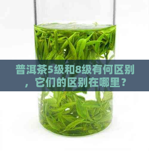 普洱茶5级和8级有何区别，它们的区别在哪里？