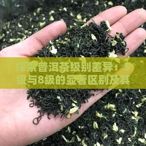 探索普洱茶级别差异：5级与8级的显著区别及其品质影响