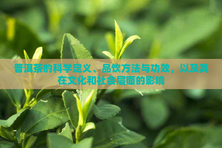 普洱茶的科学定义、品饮方法与功效，以及其在文化和社会层面的影响