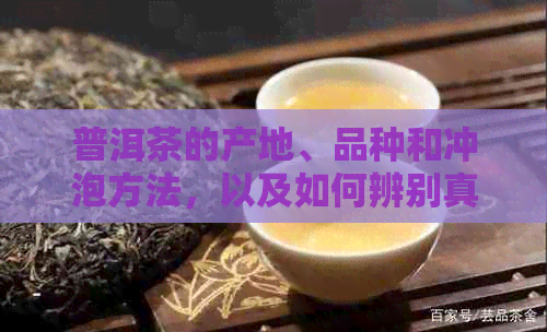 普洱茶的产地、品种和冲泡方法，以及如何辨别真伪和保存技巧