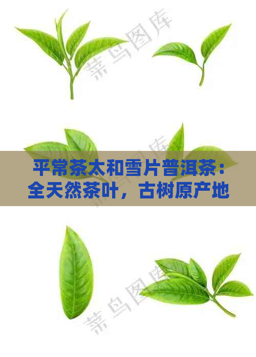 平常茶太和雪片普洱茶：全天然茶叶，古树原产地，醇厚口感，健生活选择