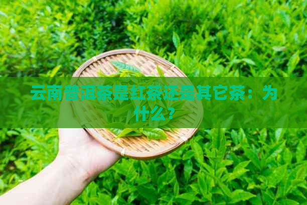 云南普洱茶是红茶还是其它茶：为什么？