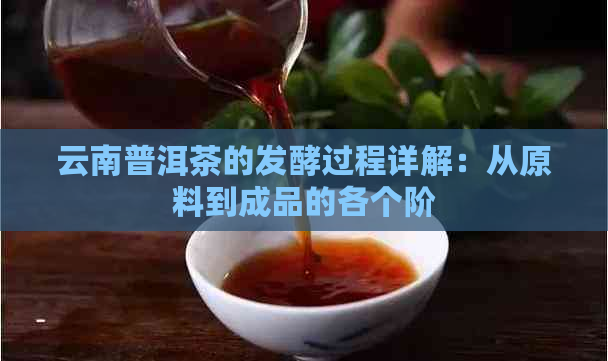 云南普洱茶的发酵过程详解：从原料到成品的各个阶