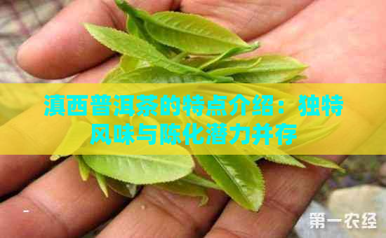 滇西普洱茶的特点介绍：独特风味与陈化潜力并存