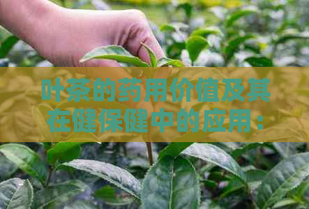 叶茶的药用价值及其在健保健中的应用：功效、药理作用与市场前景