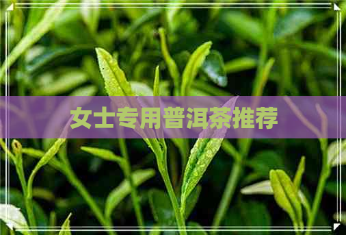 女士专用普洱茶推荐