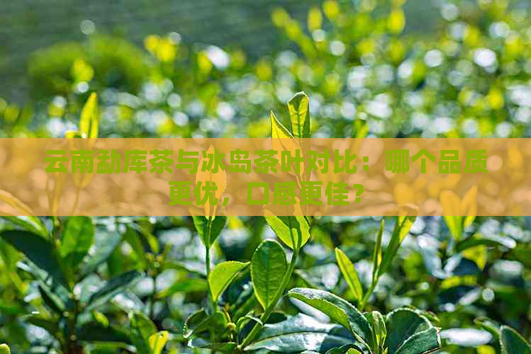 云南勐库茶与冰岛茶叶对比：哪个品质更优，口感更佳？