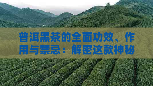 普洱黑茶的全面功效、作用与禁忌：解密这款神秘茶叶的秘密