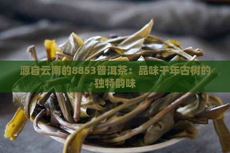 源自云南的8853普洱茶：品味千年古树的独特韵味