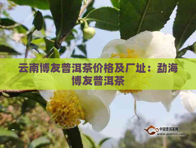 云南博友普洱茶价格及厂址：勐海博友普洱茶