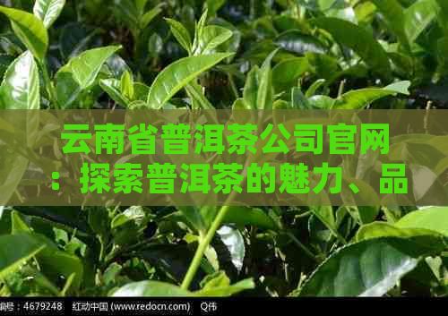 云南省普洱茶公司官网：探索普洱茶的魅力、品质与制作工艺