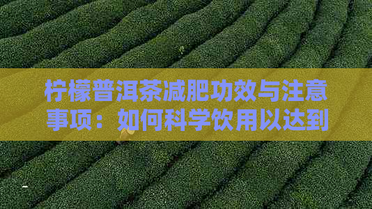 柠檬普洱茶减肥功效与注意事项：如何科学饮用以达到减肥效果？