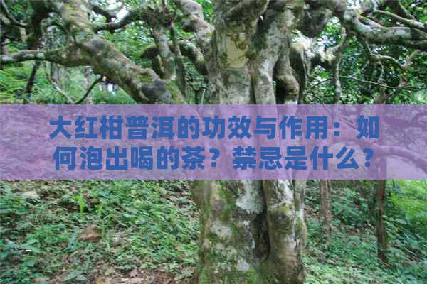 大红柑普洱的功效与作用：如何泡出喝的茶？禁忌是什么？