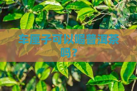 车厘子可以喝普洱茶吗？