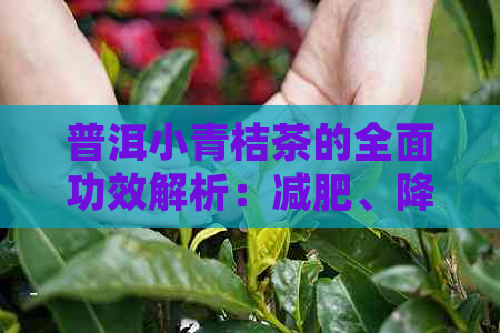 普洱小青桔茶的全面功效解析：减肥、降血脂、抗氧化等一网打尽！