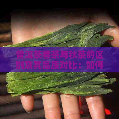 普洱茶春茶与秋茶的区别及其品质对比：如何挑选和品鉴？