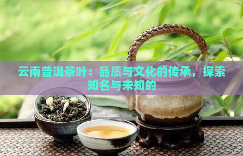 云南普洱茶叶：品质与文化的传承，探索知名与未知的