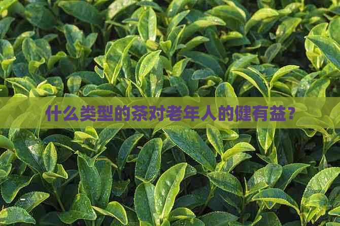 什么类型的茶对老年人的健有益？