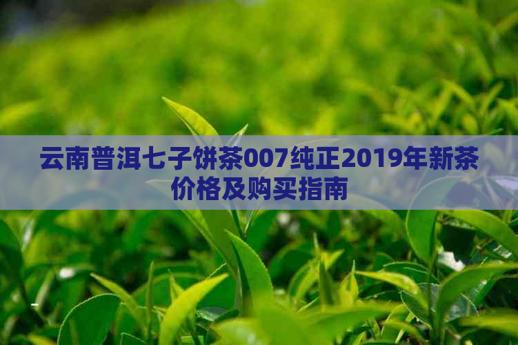 云南普洱七子饼茶007纯正2019年新茶价格及购买指南