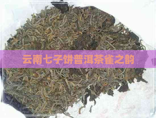 云南七子饼普洱茶雀之韵