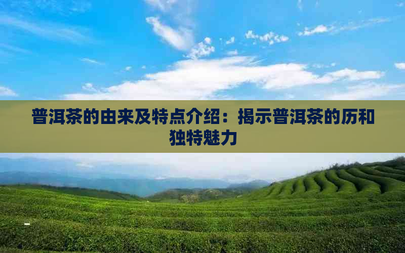 普洱茶的由来及特点介绍：揭示普洱茶的历和独特魅力