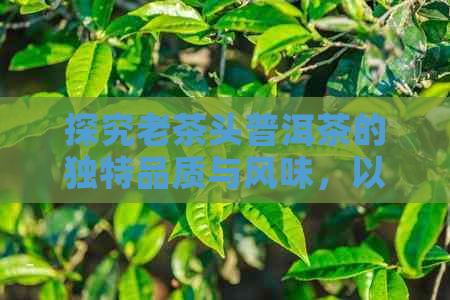 探究老茶头普洱茶的独特品质与风味，以及其与其他类型普洱茶的区别