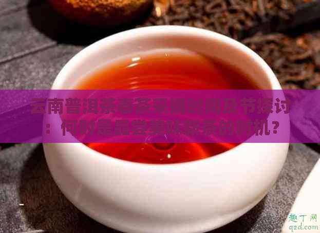 云南普洱茶春茶采摘时间及节探讨：何时是品尝美味新茶的时机？